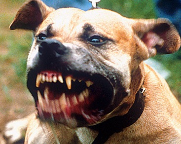 secretaria dentista