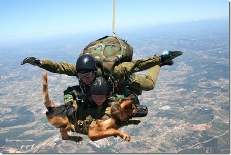 69063_skydiving_dog