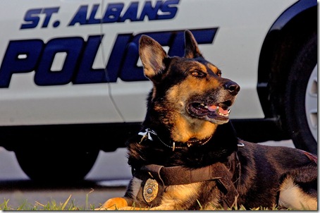 Police Dog Teeth_Cubb