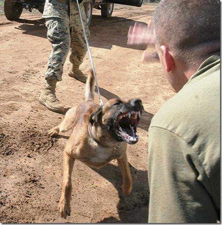 Teeth