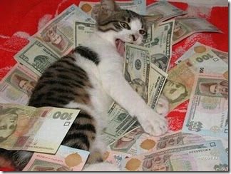 gato dinheiro