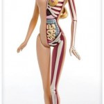 Anatomia da Barbie