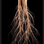 Endodontia